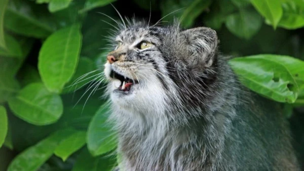 Ветеринар объяснил, как понять мурлыканье кошки