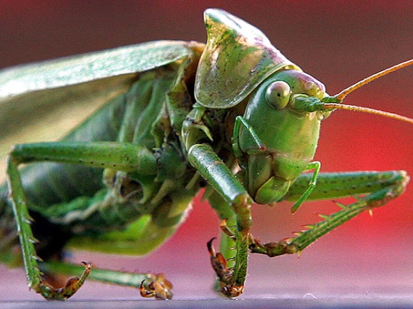 Изображение к статье: Это животное упоминается еще в Библии.