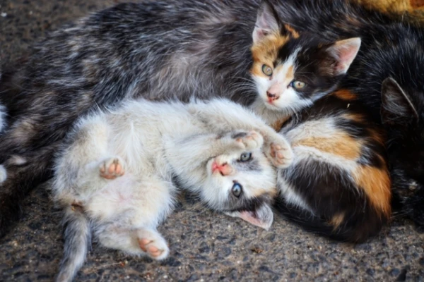 Изображение к статье: Почему котята в одном помёте не похожи друг на друга?