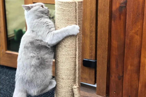 Изображение к статье: Алкоголь для домашних животных: мнение ветеринара