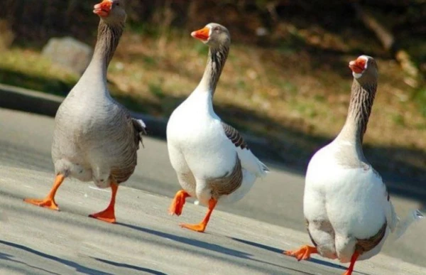 Изображение к статье: Действительно ли гуси превосходят собак в охране домов?