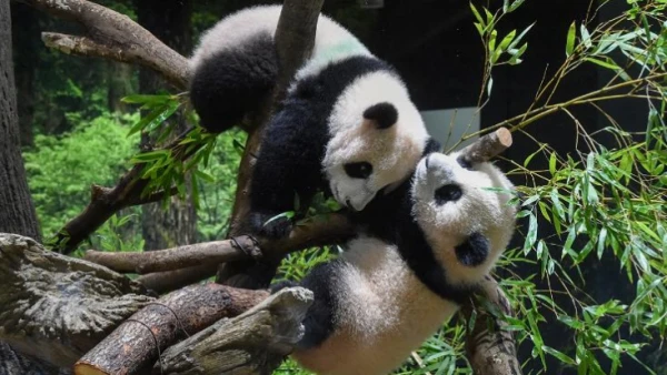 Изображение к статье: Эти мишки, они, такие, милые.