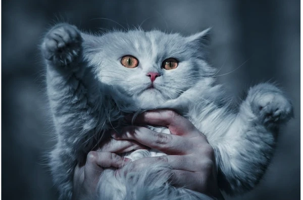 Стеснительная девушка приютила 120 кошек в квартире