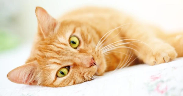 Как кошки осваивают собачьи игры и устанавливают свои правила для хозяев