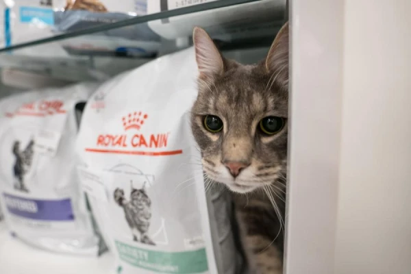 Эксперт: в чем различия между кормами экономкласса и премиум-сегмента