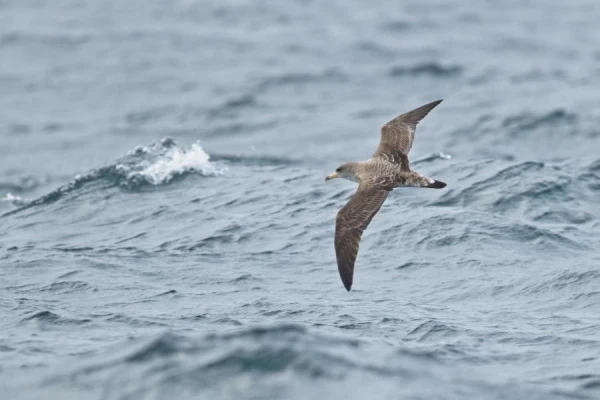 Изображение к статье: Спят ли птицы во время полета?