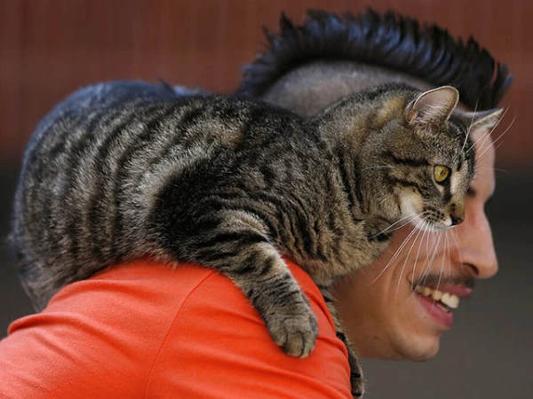 Изображение к статье: Пушистые собратья наши меньшие.