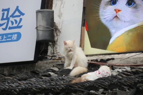 Китайцы жили с кошками тысячи лет — но это были не домашние питомцы