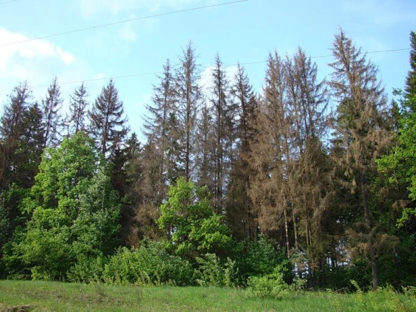 Эколог, призывавший к посадке триллиона деревьев, изменил свою позицию