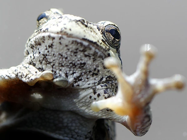 Изображение к статье: Эти чудесные земноводные нам помогут.