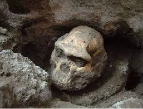 Неужели это наш родственник.