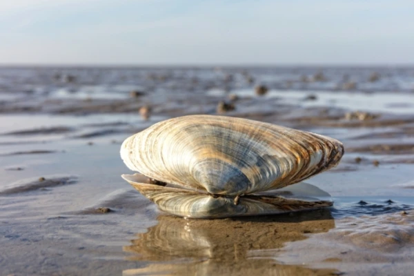 Самое старое животное на Земле погибло по нелепой случайности