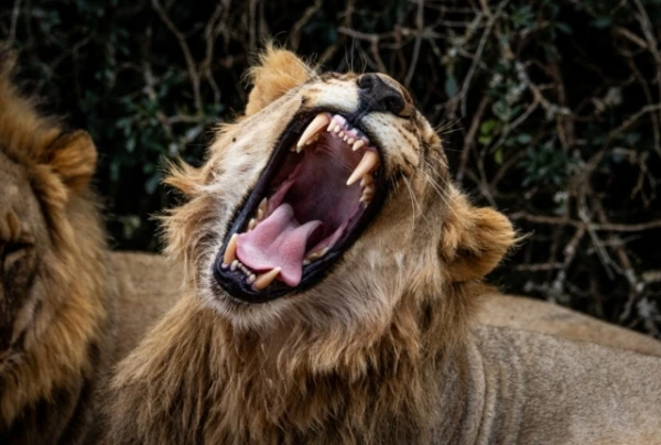 Изображение к статье: Какие хищники целенаправленно охотятся на людей?