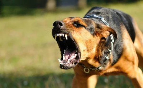 Почему собаки не любят некоторых людей?