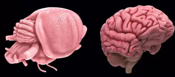 Изображение к статье: Даже по форме мозг грызунов близок человеческому.