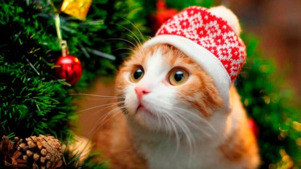 Кот стал помощником НАСА в передаче потокового видео из глубин космоса (Видео)