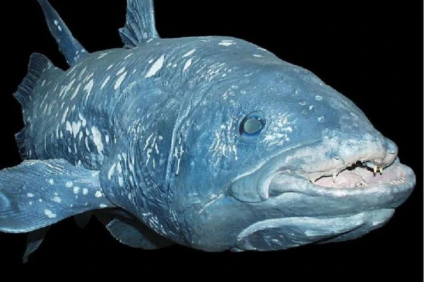 Изображение к статье: Какая рыба является самой древней?