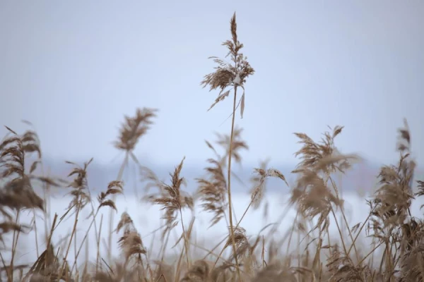 День Евстратия: традиции и запреты 26 декабря