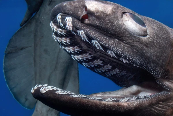 Изображение к статье: Плащеносная акула, известная с мелового периода.