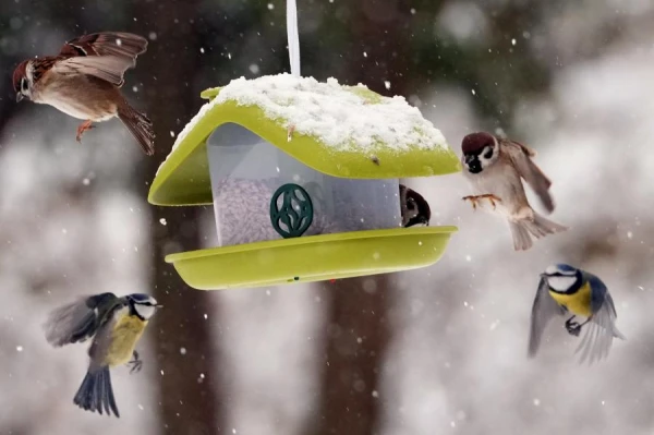 Изображение к статье: Опасные продукты для пернатых: что не стоит класть в кормушку