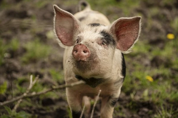 Людям начнут пересаживать почки одного животного