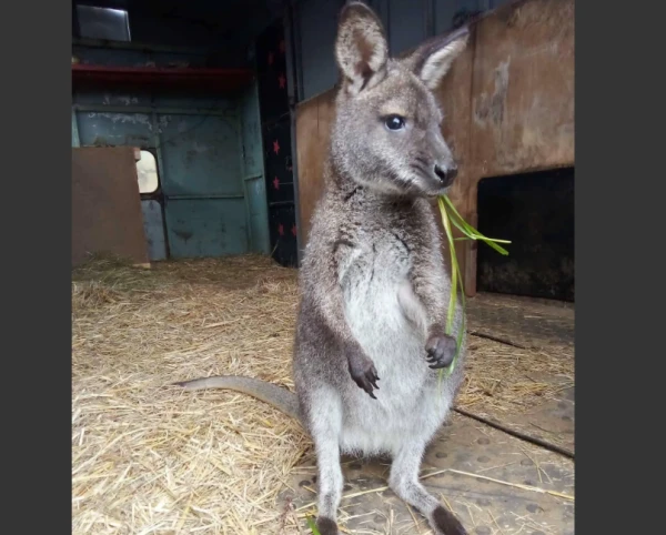 Изображение к статье: Фото Novinky