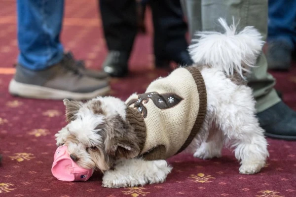 Почему собаки любят грызть: исследование