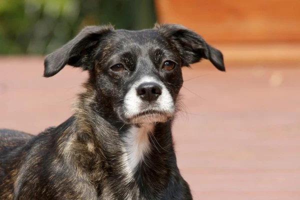 Почему собака преследует свой хвост и когда стоит насторожиться