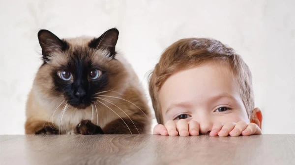 Как изменится мир, если все кошки на Земле исчезнут в одночасье