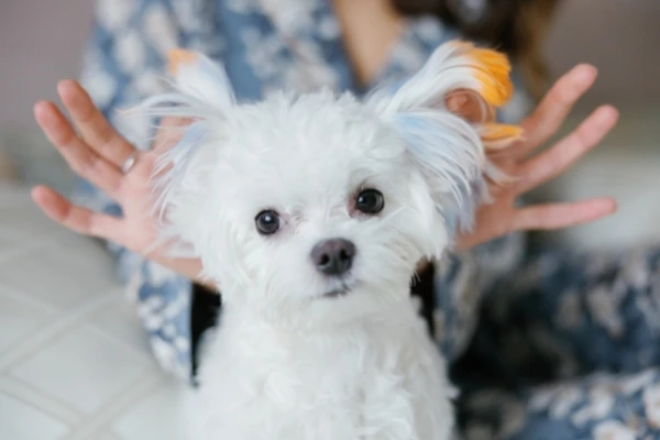 Изображение к статье: Почему даже опытные владельцы неверно интерпретируют поведение собак