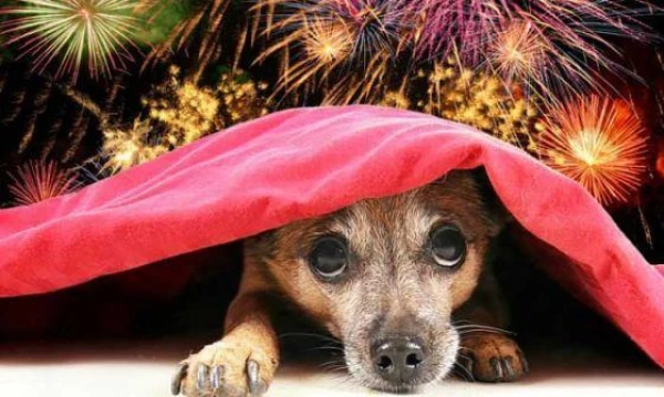 Изображение к статье: Кинологи предупредили о новогодних опасностях для собак