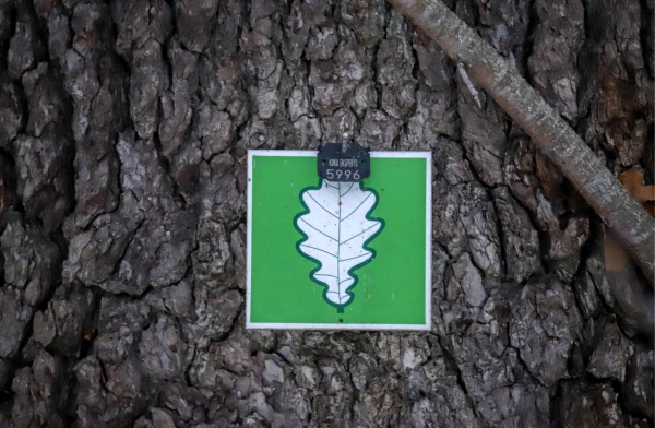 Поваленные ураганом охраняемые деревья нельзя убирать без разрешения