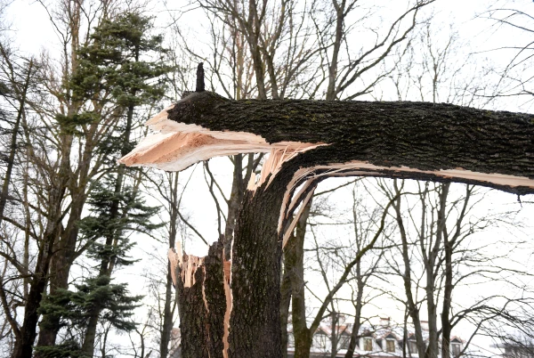 Большинство вызовов из-за сильного ветра поступило из Риги и окрестностей