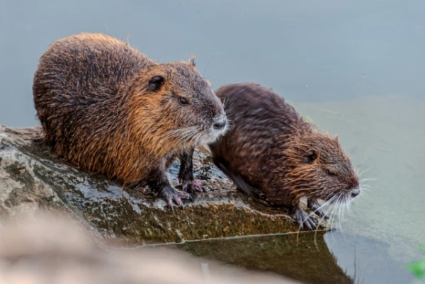 Какие животные образуют пары на всю жизнь?