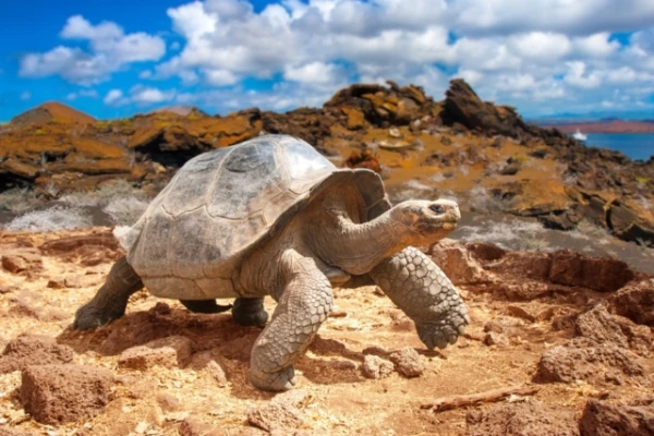 Изображение к статье: Может ли черепаха полностью спрятать голову в панцирь?