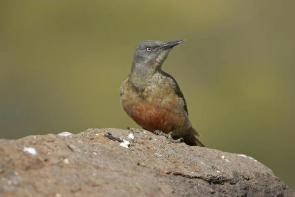 Изображение к статье: Существуют ли дятлы вне лесных массивов?