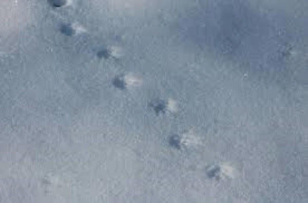 Изображение к статье: В Эстонии выбрали животное года 2026