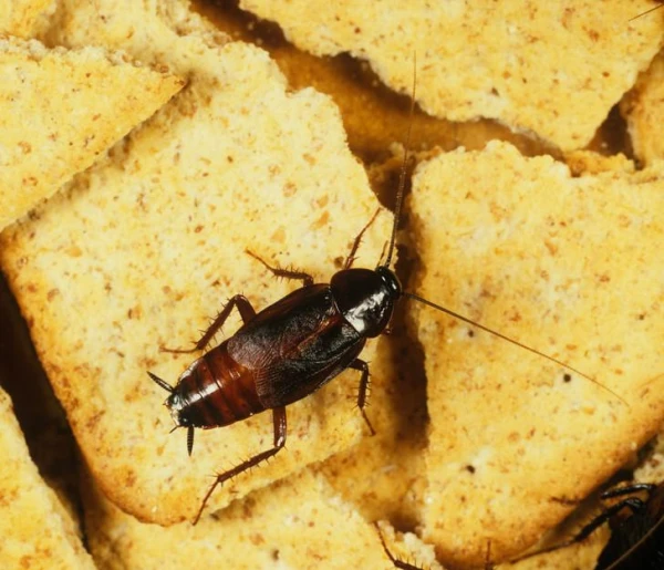 Изображение к статье: Не проблема: как долго таракан может обходиться без головы и что этому способствует