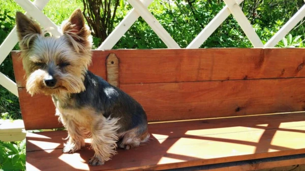 Изображение к статье: Почему маленькие собаки зачастую проявляют большую агрессию, чем крупные