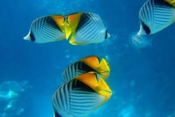 Изображение к статье: Действительно ли рыбы обладают короткой памятью?