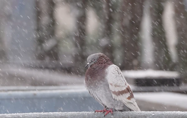 Синоптики рассказали о погоде в воскресенье в Латвии