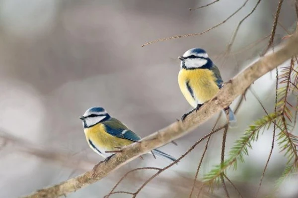 Почему зимняя подкормка птиц способствует улучшению урожая?