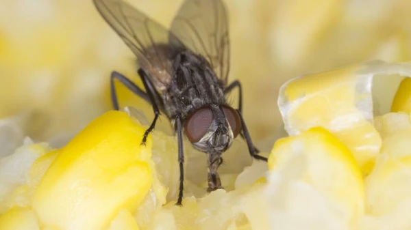 Где зимуют комары и мухи?