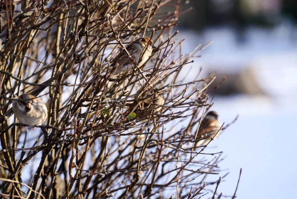 Изображение к статье: В понедельник местами выглянет солнце