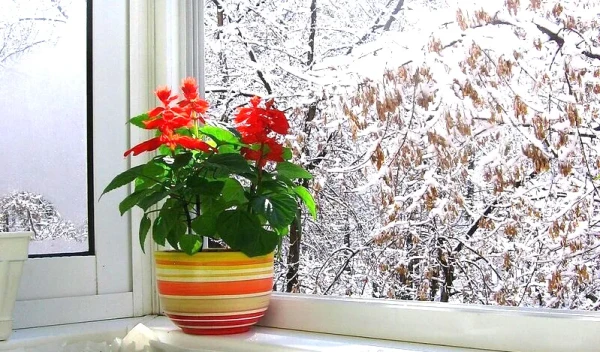 Изображение к статье: Зимний уход: 5 манипуляций, которые нужны в холодный сезон домашним растениям