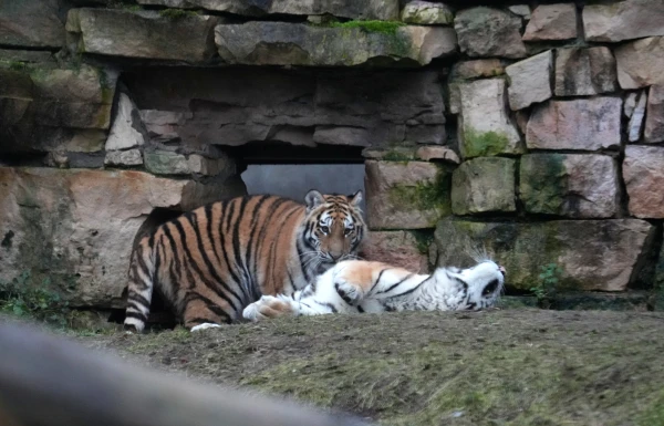 Зверские деньги: Рижский зоосад может обойтись городу в 125 млн евро