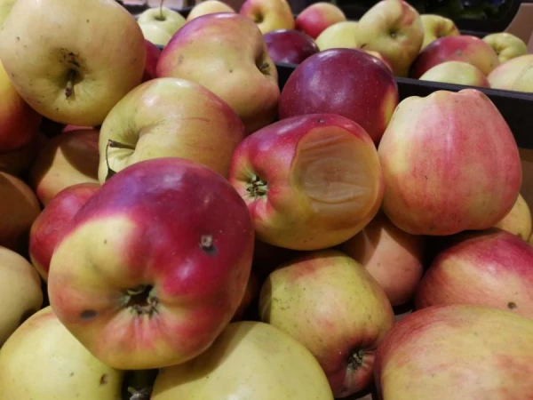 Действительно ли червивые фрукты созревают быстрее?