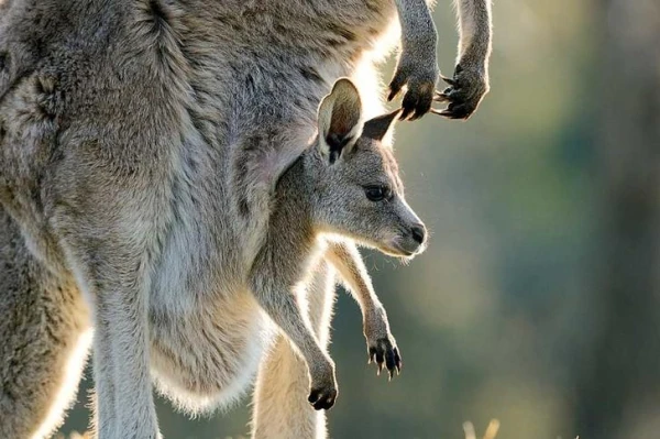 Изображение к статье: Какие животные рождают самых крупных и крошечных детенышей?