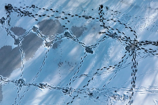 Два отчаянных любителя подлёдной рыбалки решили проверить толщину льда под Алуксне; одного спасти не удалось