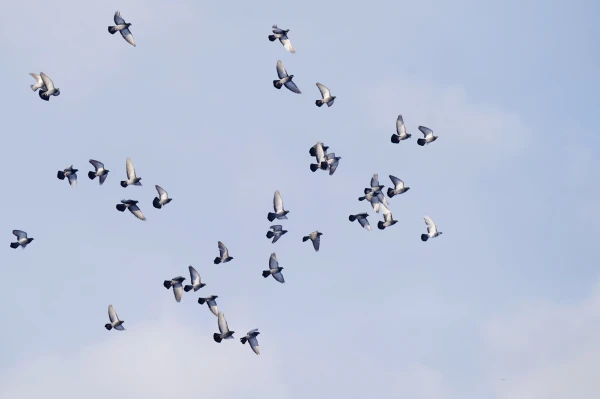 Изображение к статье: Местами в Латвии в среду выглянет солнце